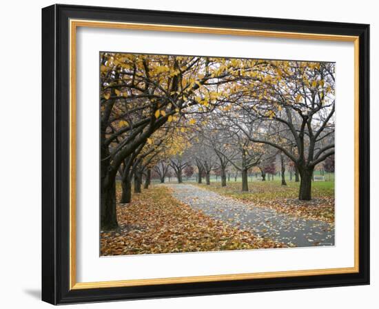 Autumn Path III-Nicole Katano-Framed Photo