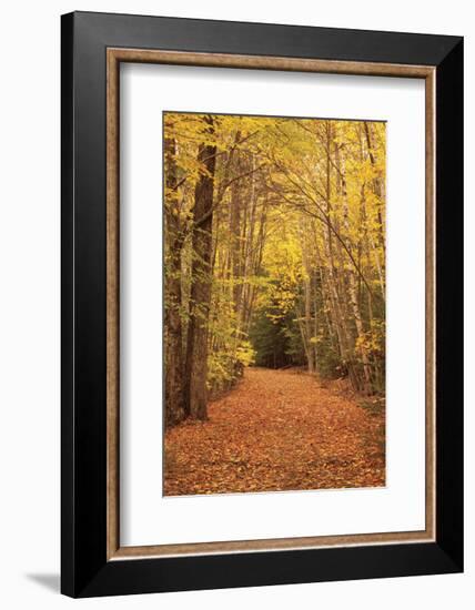 Autumn Path-Michael Hudson-Framed Art Print