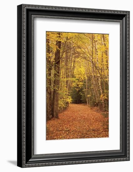 Autumn Path-Michael Hudson-Framed Art Print
