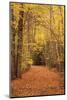 Autumn Path-Michael Hudson-Mounted Art Print