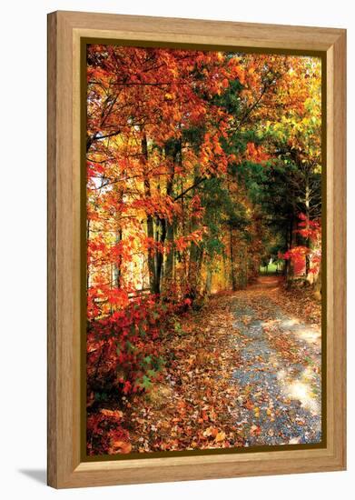 Autumn Pathway-Alan Hausenflock-Framed Premier Image Canvas