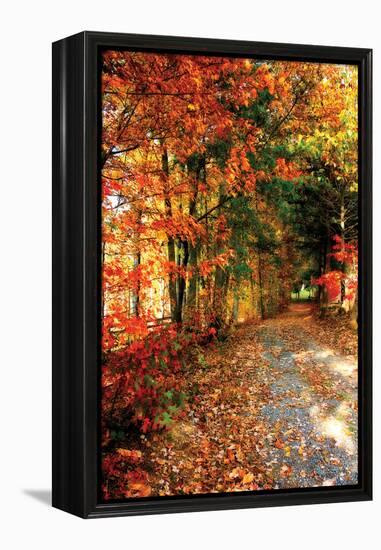 Autumn Pathway-Alan Hausenflock-Framed Premier Image Canvas