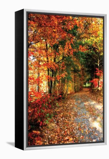 Autumn Pathway-Alan Hausenflock-Framed Premier Image Canvas