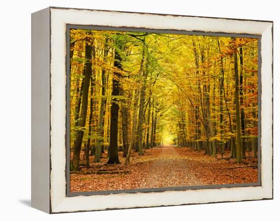 Autumn Pathway-sborisov-Framed Premier Image Canvas