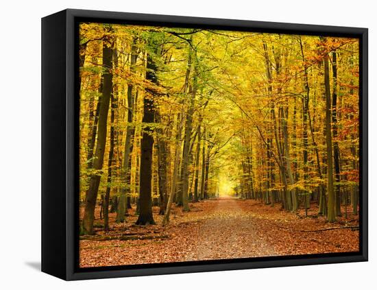 Autumn Pathway-sborisov-Framed Premier Image Canvas