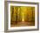 Autumn Pathway-sborisov-Framed Photographic Print