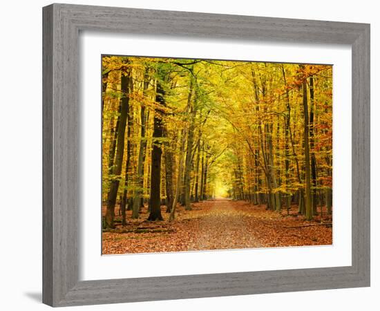 Autumn Pathway-sborisov-Framed Photographic Print