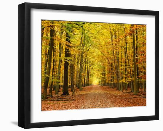 Autumn Pathway-sborisov-Framed Photographic Print