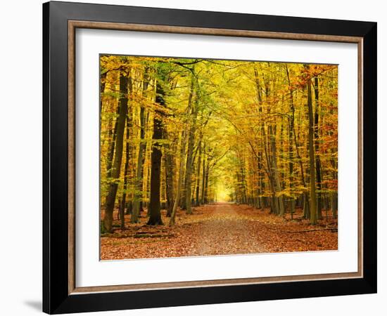 Autumn Pathway-sborisov-Framed Photographic Print