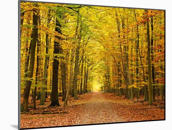 Autumn Pathway-sborisov-Mounted Photographic Print