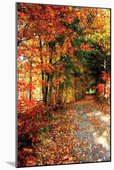 Autumn Pathway-Alan Hausenflock-Mounted Photographic Print