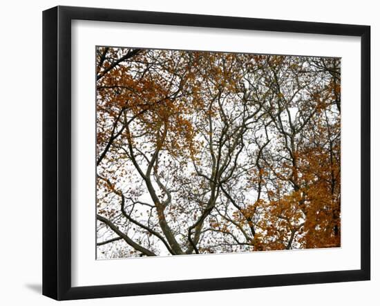 Autumn Patterns-Nicole Katano-Framed Photo