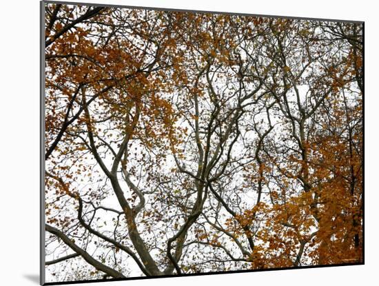 Autumn Patterns-Nicole Katano-Mounted Photo