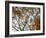 Autumn Patterns-Nicole Katano-Framed Photo