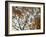 Autumn Patterns-Nicole Katano-Framed Photo