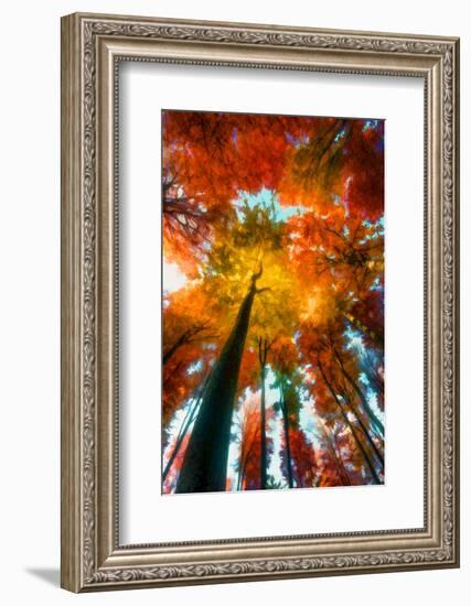 Autumn Perspective-Philippe Sainte-Laudy-Framed Photographic Print