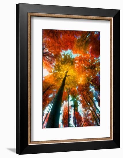 Autumn Perspective-Philippe Sainte-Laudy-Framed Photographic Print