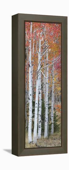 Autumn Quaking Aspen Trees, Boulder Mountain, Utah, Usa-null-Framed Premier Image Canvas