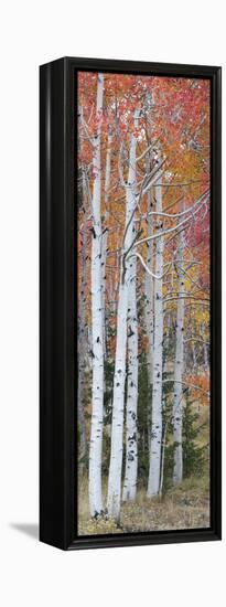 Autumn Quaking Aspen Trees, Boulder Mountain, Utah, Usa-null-Framed Premier Image Canvas