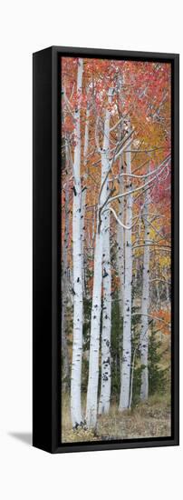 Autumn Quaking Aspen Trees, Boulder Mountain, Utah, Usa-null-Framed Premier Image Canvas