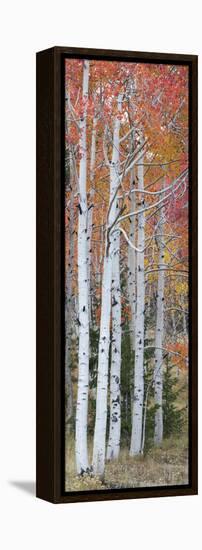 Autumn Quaking Aspen Trees, Boulder Mountain, Utah, Usa-null-Framed Premier Image Canvas