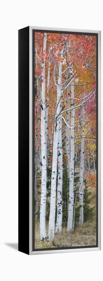 Autumn Quaking Aspen Trees, Boulder Mountain, Utah, Usa-null-Framed Premier Image Canvas