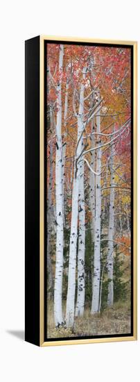 Autumn Quaking Aspen Trees, Boulder Mountain, Utah, Usa-null-Framed Premier Image Canvas