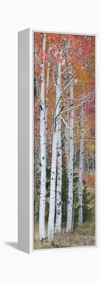 Autumn Quaking Aspen Trees, Boulder Mountain, Utah, Usa-null-Framed Premier Image Canvas