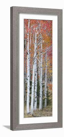 Autumn Quaking Aspen Trees, Boulder Mountain, Utah, Usa-null-Framed Photographic Print