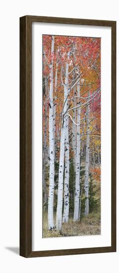 Autumn Quaking Aspen Trees, Boulder Mountain, Utah, Usa-null-Framed Photographic Print