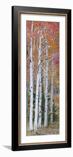 Autumn Quaking Aspen Trees, Boulder Mountain, Utah, Usa-null-Framed Photographic Print