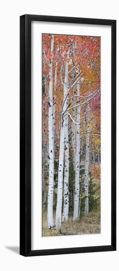 Autumn Quaking Aspen Trees, Boulder Mountain, Utah, Usa-null-Framed Photographic Print