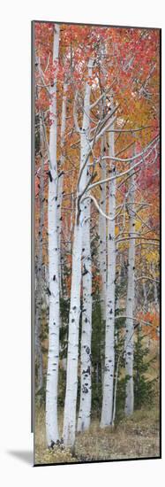 Autumn Quaking Aspen Trees, Boulder Mountain, Utah, Usa-null-Mounted Photographic Print