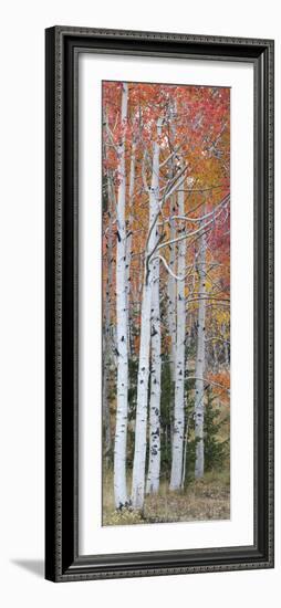 Autumn Quaking Aspen Trees, Boulder Mountain, Utah, Usa-null-Framed Photographic Print