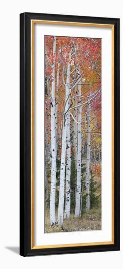 Autumn Quaking Aspen Trees, Boulder Mountain, Utah, Usa-null-Framed Photographic Print