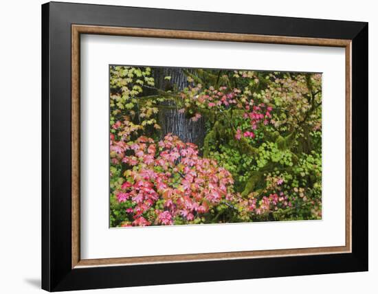 Autumn rainforest, vine maple leaves-Ken Archer-Framed Photographic Print