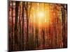 Autumn rays-Marco Carmassi-Mounted Photographic Print