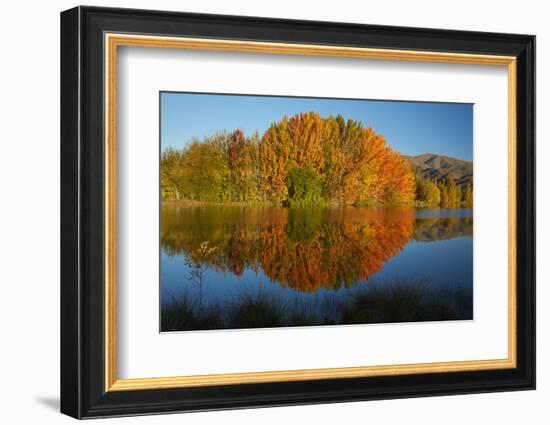 Autumn reflections in Kellands Pond, South Canterbury, South Island, New Zealand-David Wall-Framed Photographic Print