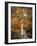 Autumn Riches 2-Jai Johnson-Framed Photographic Print