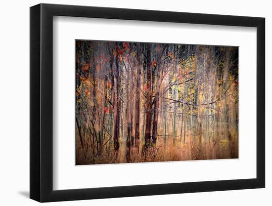 Autumn Riot-Ursula Abresch-Framed Photographic Print