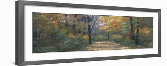 Autumn Road Panel-Diane Romanello-Framed Art Print