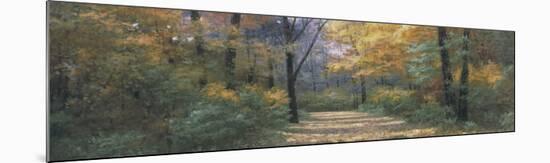 Autumn Road Panel-Diane Romanello-Mounted Art Print