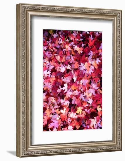 Autumn Road-Philippe Sainte-Laudy-Framed Photographic Print