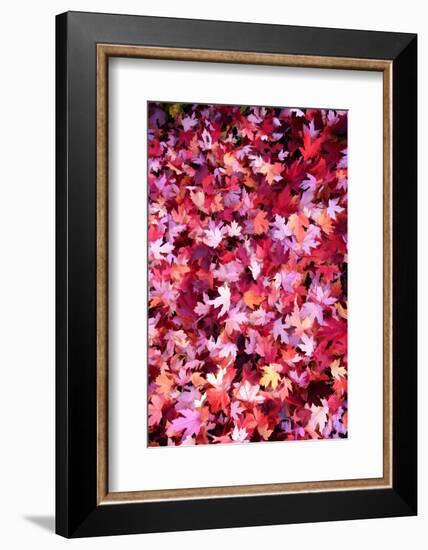 Autumn Road-Philippe Sainte-Laudy-Framed Photographic Print