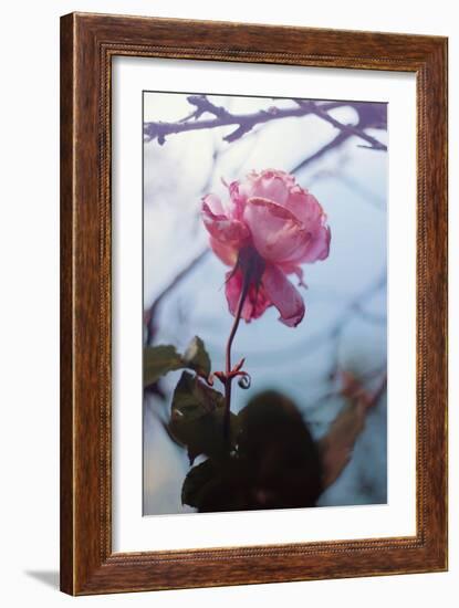 Autumn Rose-Carolina Hernandez-Framed Photographic Print