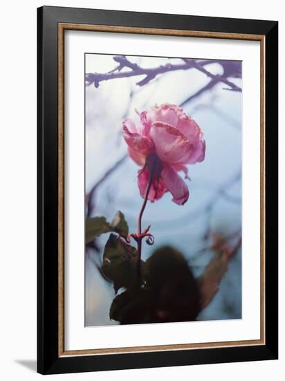 Autumn Rose-Carolina Hernandez-Framed Photographic Print