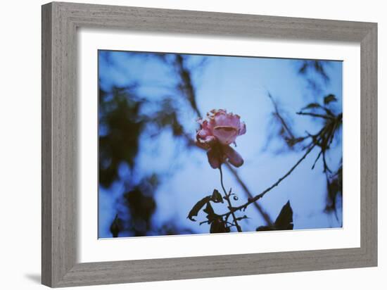 Autumn Rose-Carolina Hernandez-Framed Photographic Print