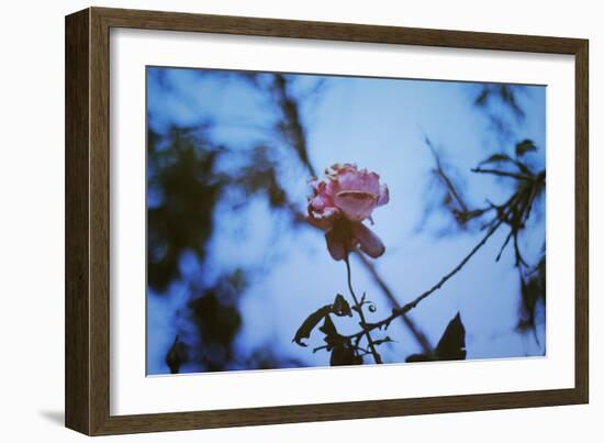 Autumn Rose-Carolina Hernandez-Framed Photographic Print