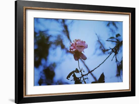 Autumn Rose-Carolina Hernandez-Framed Photographic Print