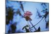 Autumn Rose-Carolina Hernandez-Mounted Photographic Print